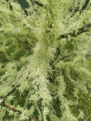 Usnea subgracilis