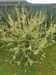 Usnea subgracilis