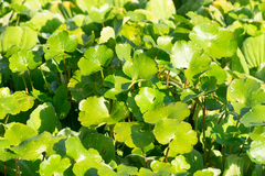 Hydrocotyle ranunculoides