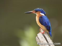 Corythornis vintsioides