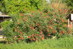 Erythrina crista-galli