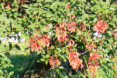 Erythrina crista-galli