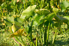 Sagittaria montevidensis