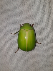 Platycoelia pomacea