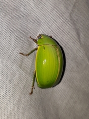 Platycoelia pomacea