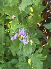 Solanum alphonsei