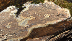 Phlebia livida