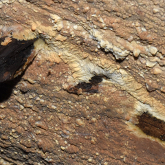 Phlebia livida