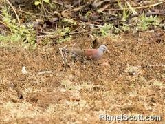 Nesoenas picturatus