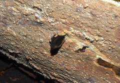 Phlebia livida