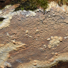 Phlebia livida