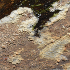 Phlebia livida