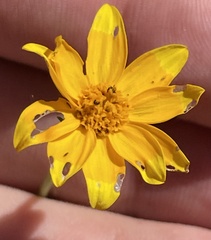 Bidens xanti