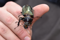 Sphaenognathus giganteus