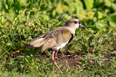Vanellus chilensis