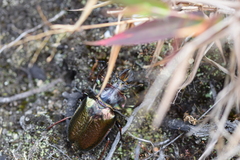 Sphaenognathus giganteus