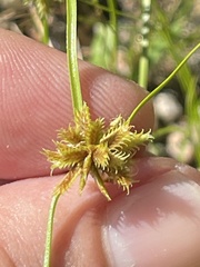 Cyperus perennis