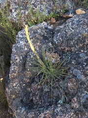 Puya coerulea