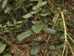 Citharexylum sulcatum