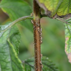 Aconophora compressa