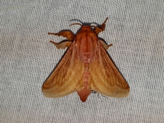 Perola villosipes
