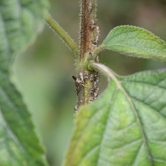 Aconophora compressa