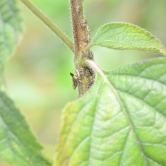 Aconophora compressa