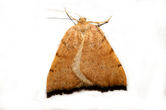 Sestra humeraria