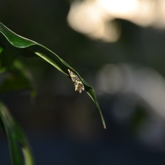 Monopis chrysogramma