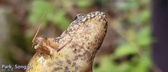 Rana huanrensis
