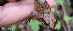 Rana huanrensis