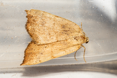 Sestra humeraria