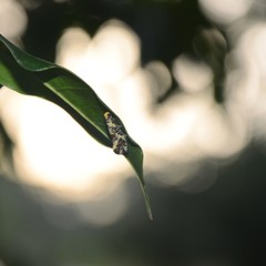 Monopis chrysogramma