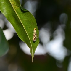 Monopis chrysogramma