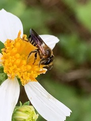 Megachile laticeps