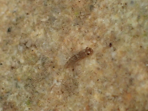 iNaturalist observation photo of Mayflies