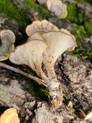 Clitocybe eccentrica