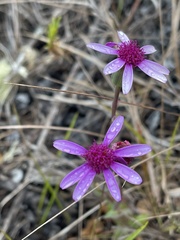 Senecio cymbalarifolius