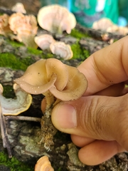 Clitocybe eccentrica