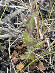 Senecio cymbalarifolius