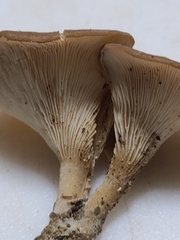 Clitocybe eccentrica