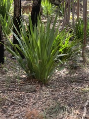 Doryanthes excelsa