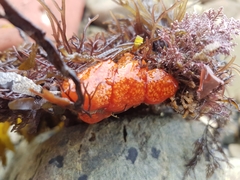 Aplidium benhami