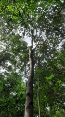 Brachychiton acerifolius