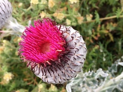 Cirsium occidentale occidentale