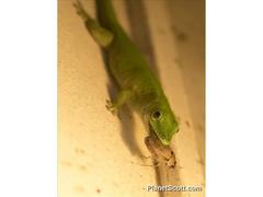 Phelsuma kochi