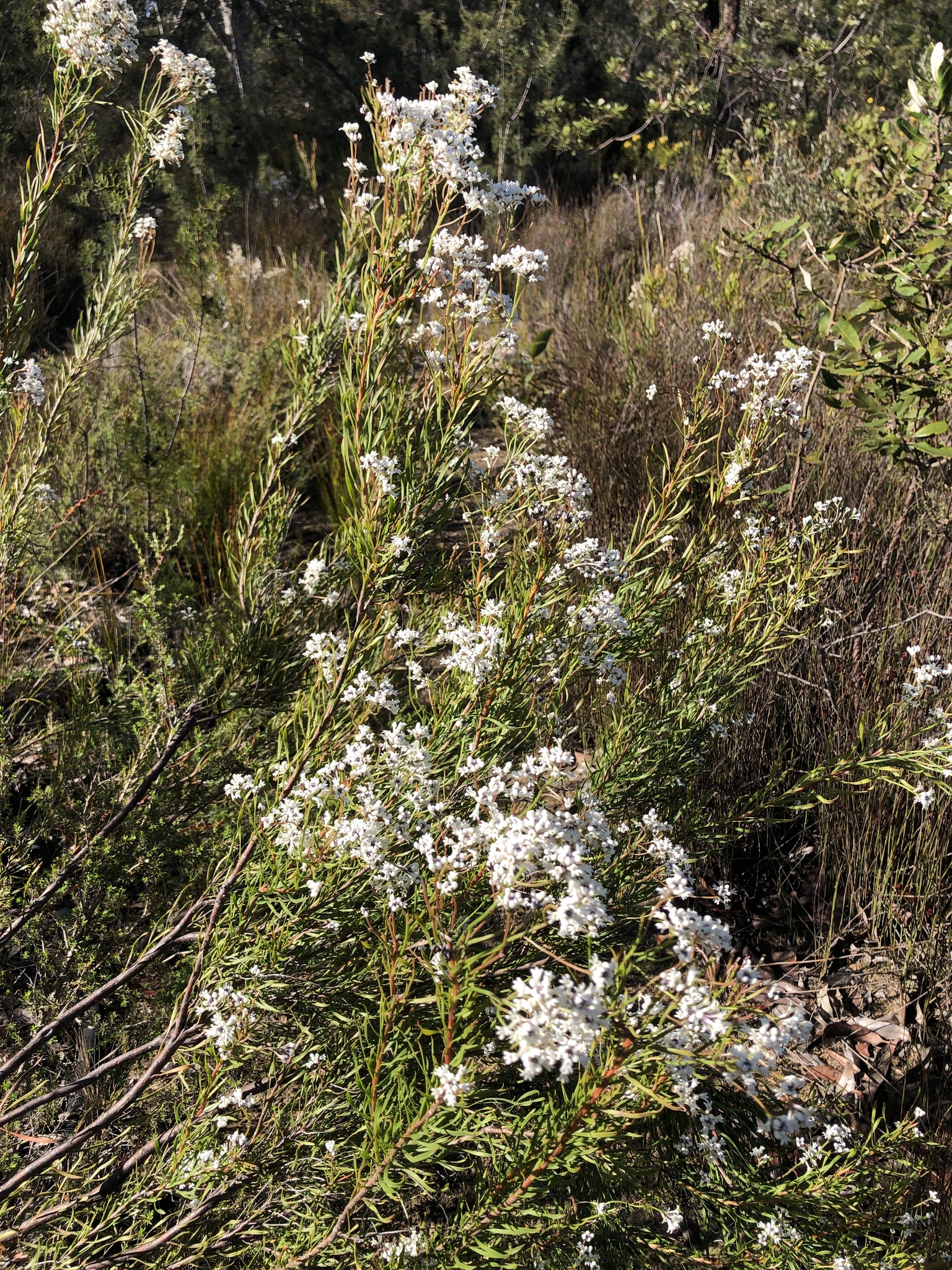 Conospermum longifolium