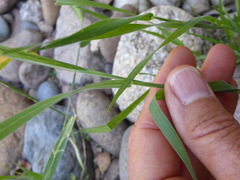 Hordeum murinum glaucum