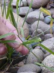 Hordeum murinum glaucum