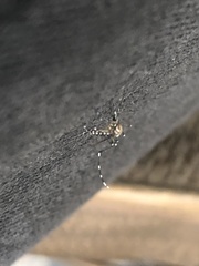 Stegomyia